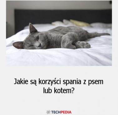 Jakie są korzyści spania z psem lub kotem?