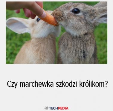 Czy marchewka szkodzi królikom?