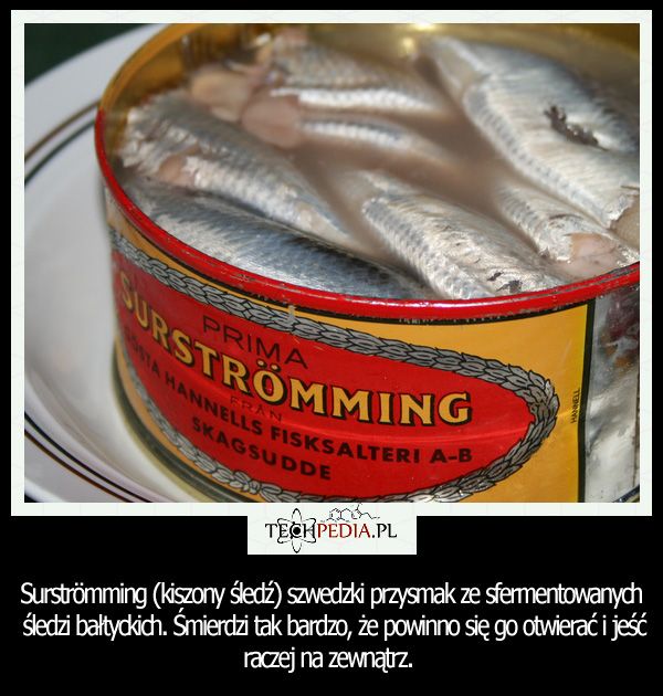 Surströmming (kiszony śledź) szwedzki przysmak ze sfermentowanych śledzi bałtyckich. Śmierdzi tak bardzo, że powinno się go ...