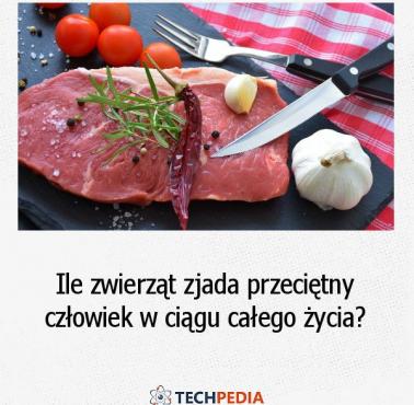 Ile zwierząt zjada przeciętny człowiek w ciągu całego życia?