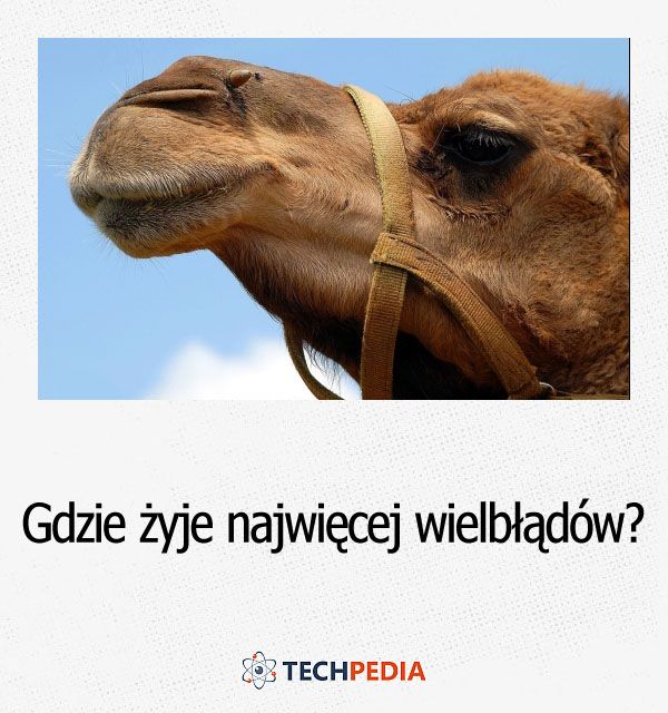 Gdzie żyje najwięcej wielbłądów?