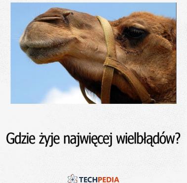 Gdzie żyje najwięcej wielbłądów?