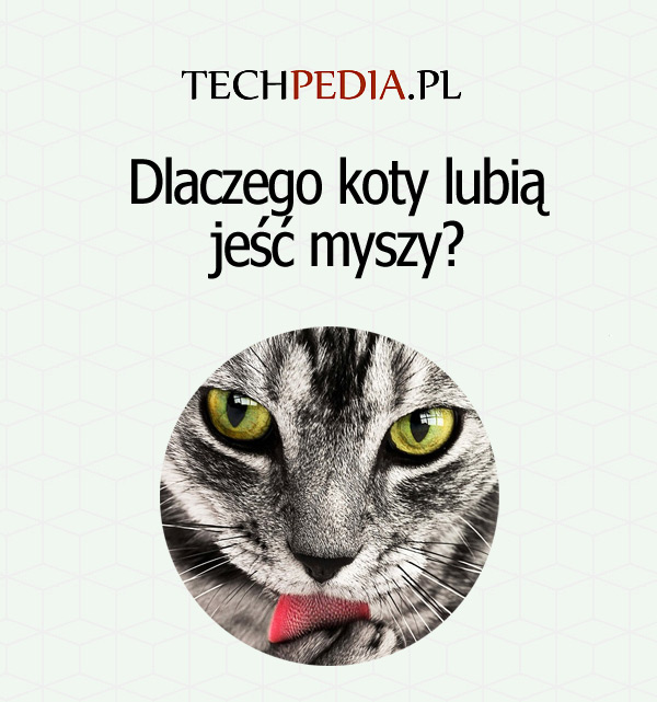 Dlaczego koty tak lubią jeść myszy?