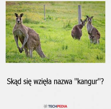 Skąd się wzięła nazwa "kangur"?