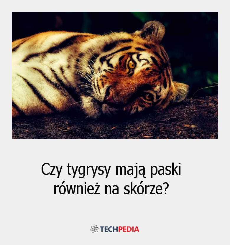 Czy tygrysy mają paski również na skórze?