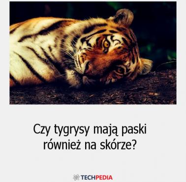 Czy tygrysy mają paski również na skórze?