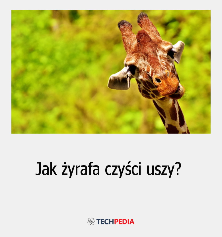 Jak żyrafa czyści uszy?