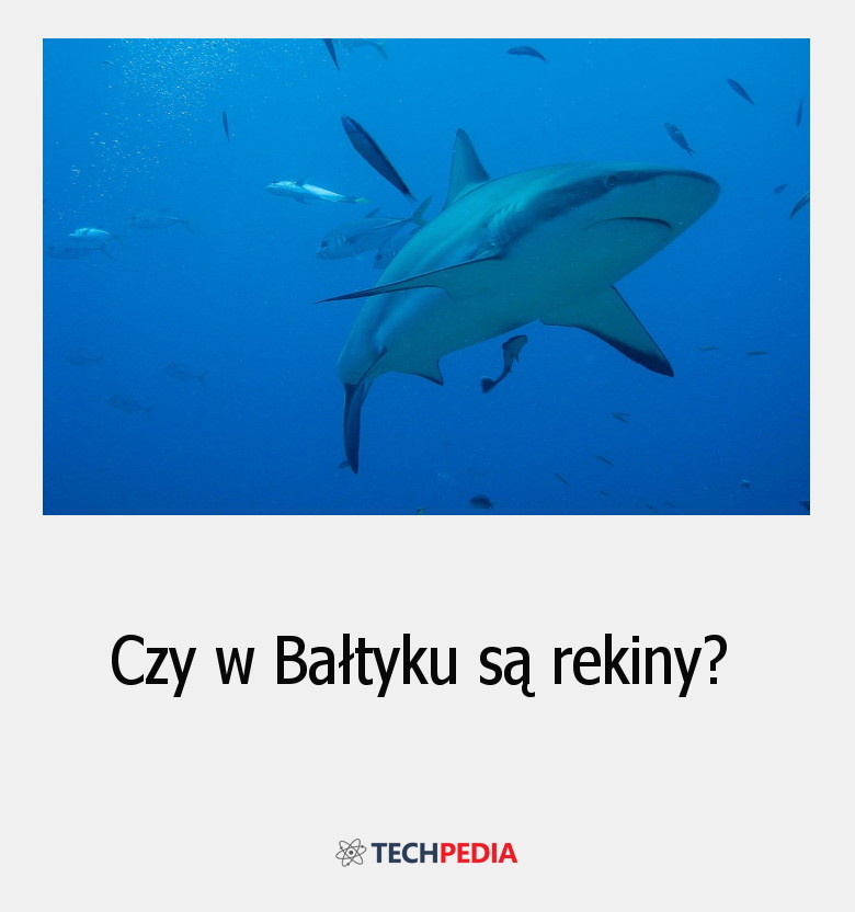Czy w Bałtyku są rekiny?