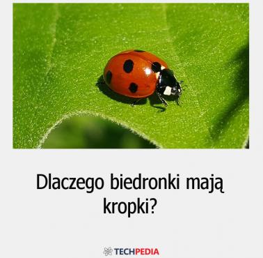 Dlaczego biedronki mają kropki?