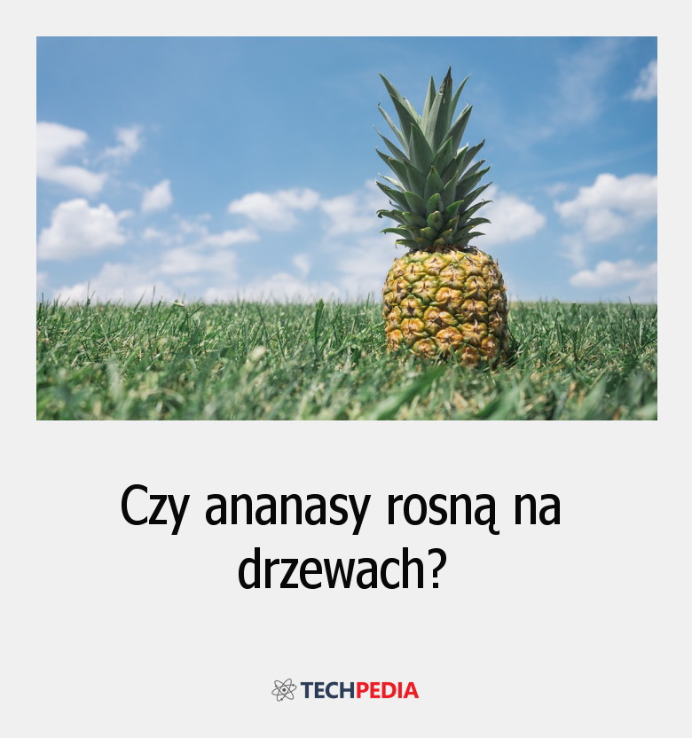 Czy ananasy rosną na drzewach?
