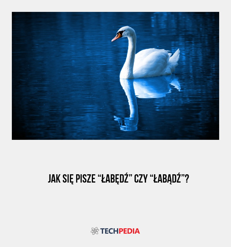 Jak się pisze “łabędź” czy “łabądź”?