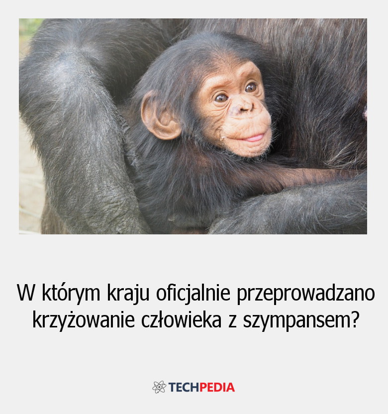 W którym kraju oficjalnie przeprowadzano krzyżowanie człowieka z szympansem?