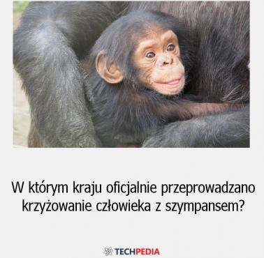 W którym kraju oficjalnie przeprowadzano krzyżowanie człowieka z szympansem?