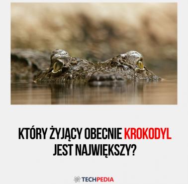 Który żyjący obecnie krokodyl jest największy?