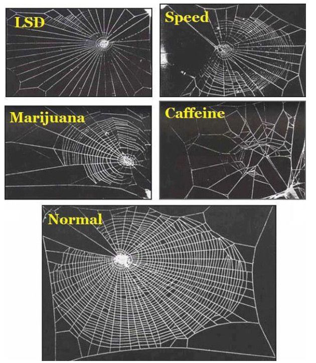 Jak działają na pająka różne substancje psychoaktywne.