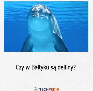 Czy w Bałtyku są delfiny?