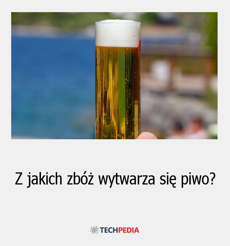 Z jakich zbóż wytwarza się piwo?