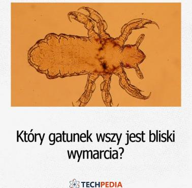 Który gatunek wszy jest bliski wymarcia?