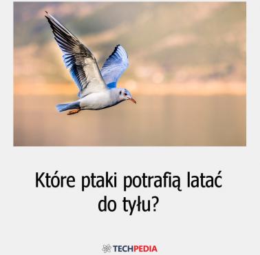 Które ptaki potrafią latać do tyłu?