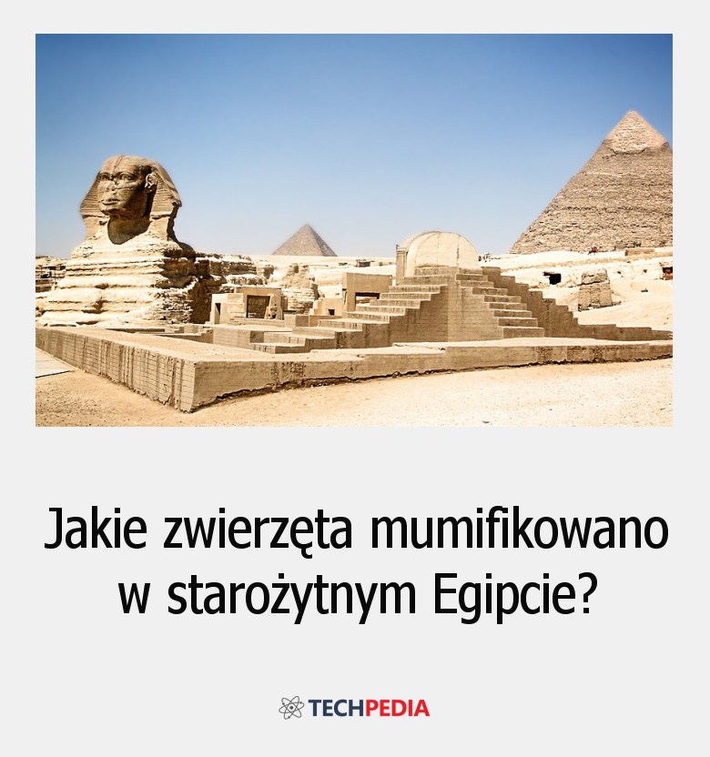 Jakie zwierzęta mumifikowano w starożytnym Egipcie?