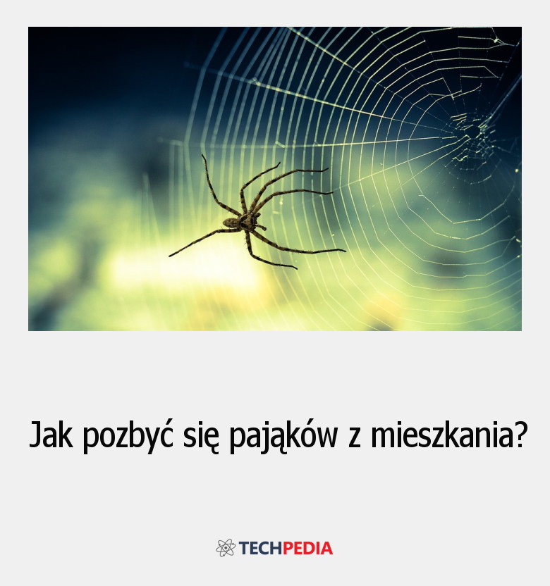 Jak pozbyć się pająków z mieszkania?