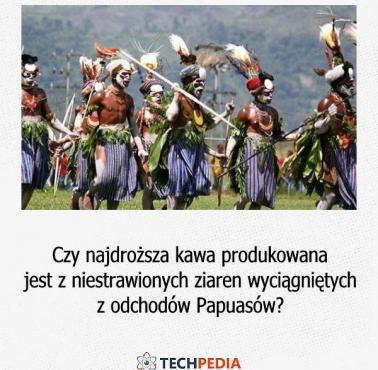 Czy najdroższa kawa produkowana jest z niestrawionych ziaren wyciągniętych z odchodów Papuasów?