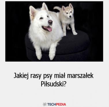 Jakiej rasy psy miał marszałek Piłsudski?