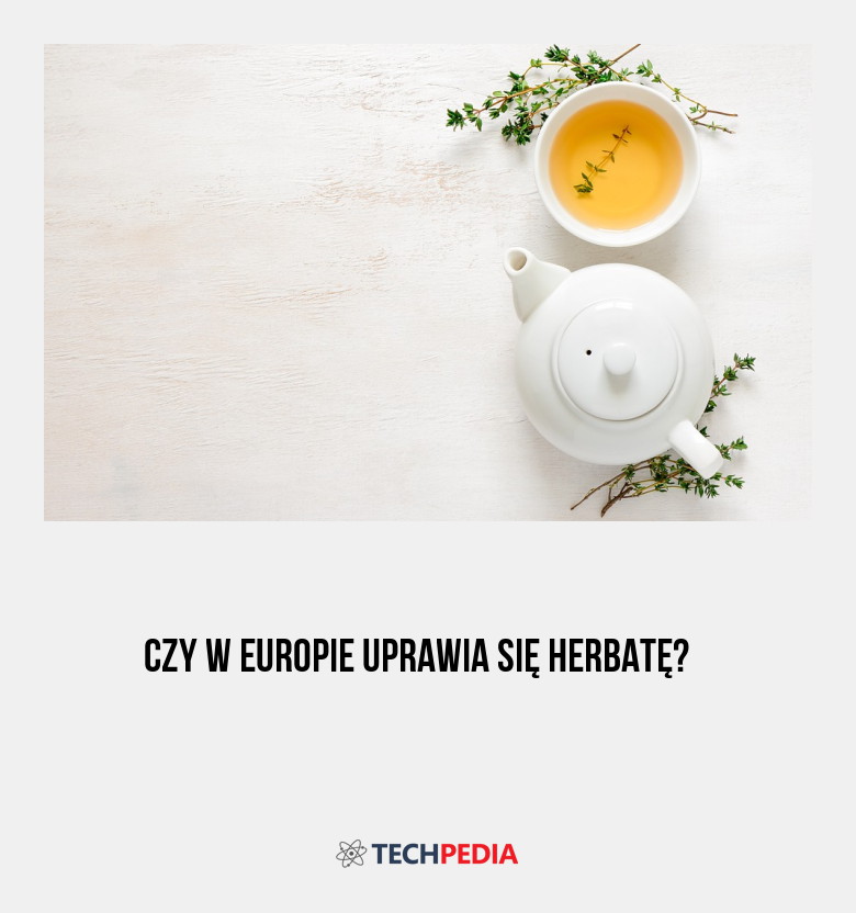 Czy w Europie uprawia się herbatę?