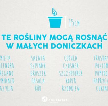 Które roślinki mogą rosnąć w małych doniczkach?