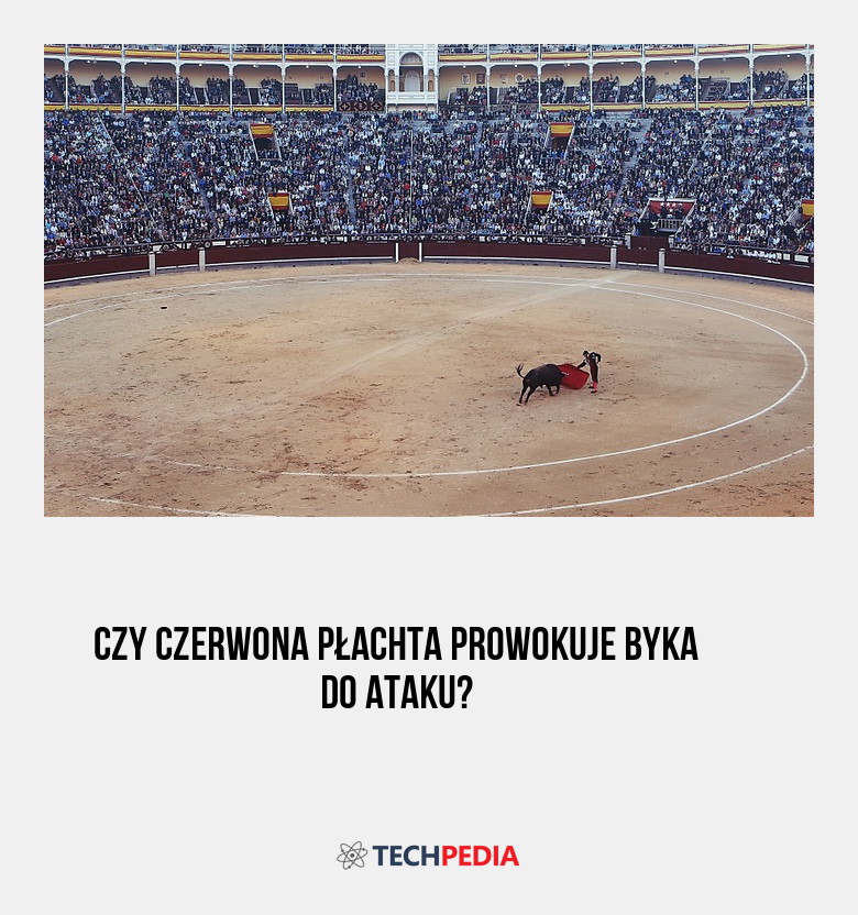 Czy czerwona płachta prowokuje byka do ataku?