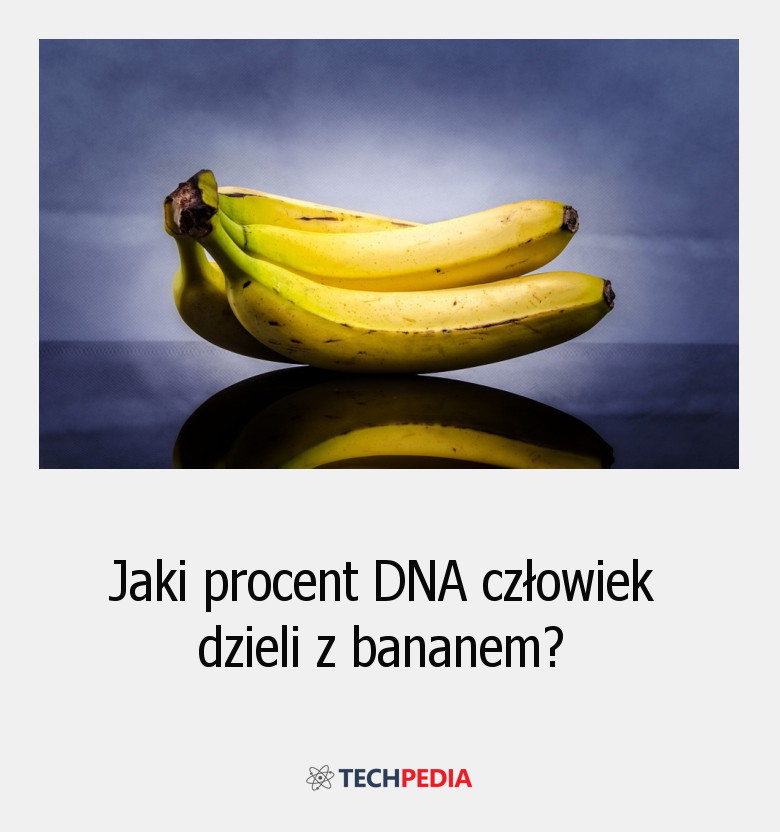 Jaki procent DNA człowiek dzieli z bananem?