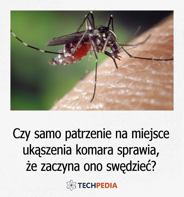Czy samo patrzenie na miejsce ukąszenia komara sprawia, że zaczyna ono swędzieć?