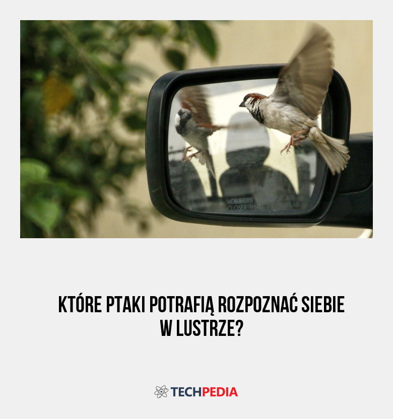 Które ptaki potrafią rozpoznać siebie w lustrze?