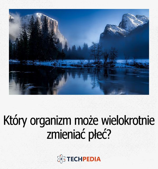 Który z organizmów może w czasie swojego życia wielokrotnie zmieniać płeć?