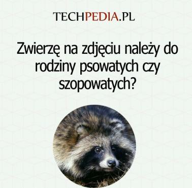 Zwierzę na zdjęciu należy do rodziny psowatych czy szopowatych?