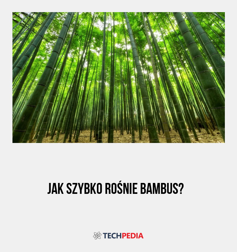 Jak szybko rośnie bambus?