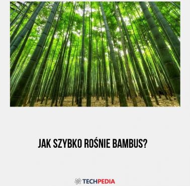 Jak szybko rośnie bambus?