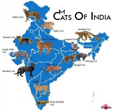 Różne rasy kotów w Indiach