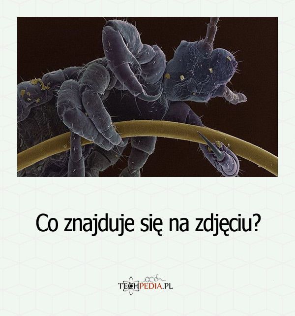 Co znajduje się na zdjęciu?