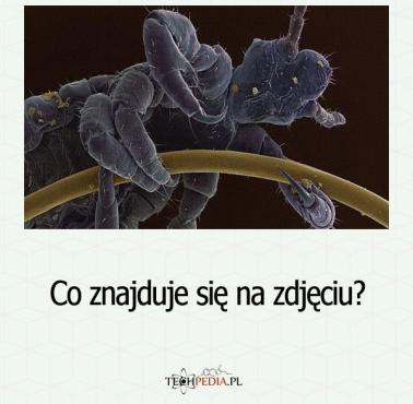 Co znajduje się na zdjęciu?