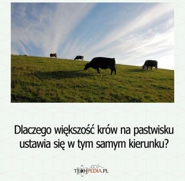 Dlaczego większość krów na pastwisku ustawia się w tym samym kierunku?