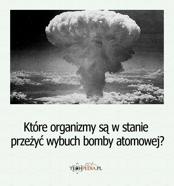 Które organizmy są w stanie przeżyć wybuch bomby atomowej?