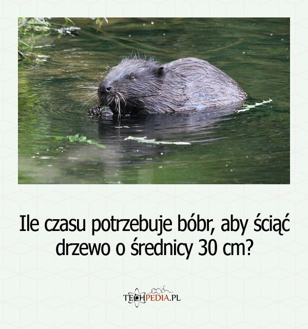 Ile czasu potrzebuje bóbr, aby ściąć drzewo o średnicy 30 cm?