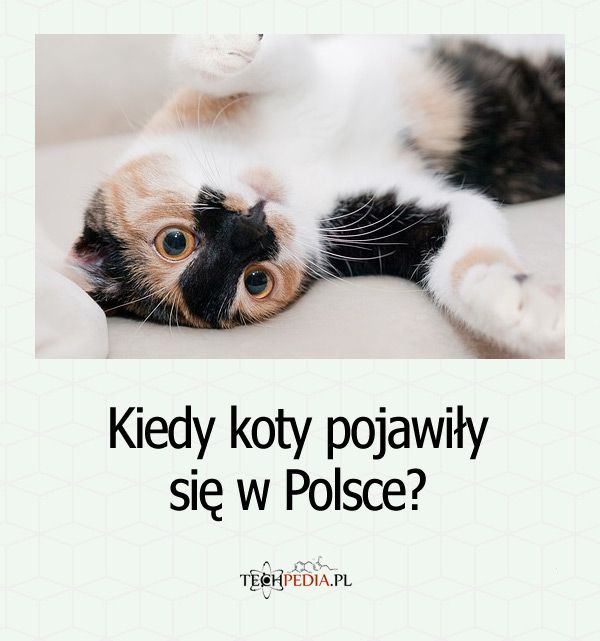 Kiedy koty pojawiły się w Polsce?