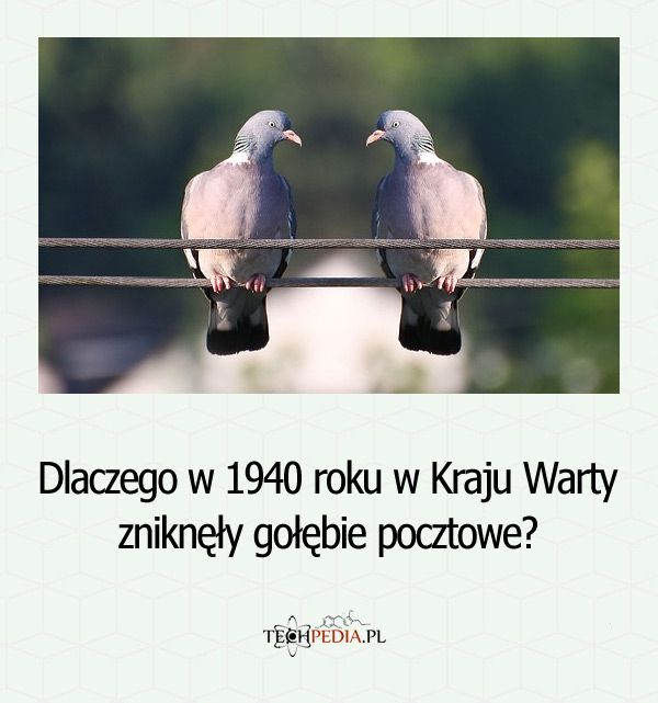 Dlaczego w 1940 roku w Kraju Warty zniknęły gołębie pocztowe?