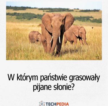W którym państwie grasowały pijane słonie?