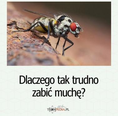 Dlaczego tak trudno zabić muchę?
