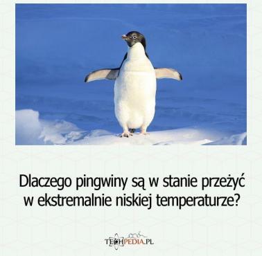 Dlaczego pingwiny są w stanie przeżyć w ekstremalnie niskiej temperaturze?