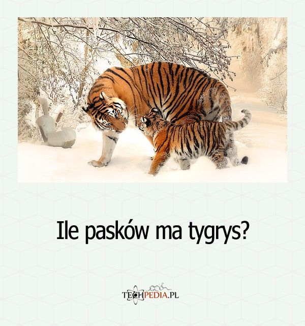 Ile pasków ma tygrys?