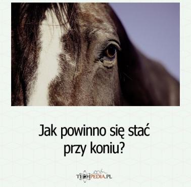 Jak powinno się stać przy koniu?